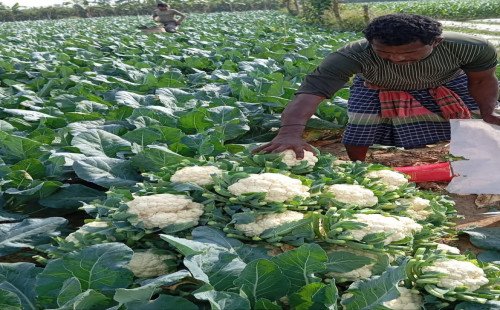 কুষ্টিয়ায় ফুলকপি চাষে লাভবান কৃষকেরা