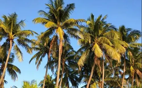 সেন্ট মার্টিন থেকে তো পলিথিন-প্লাস্টিক আসছে