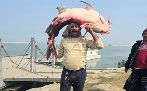 রাজবাড়ীতে পদ্মা নদীতে ধরা পড়েছে ৪২ কেজির বাগাড়, ৭৬ হাজারে বিক্রি