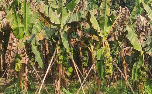 কুষ্টিয়ায় কলা চাষে কৃষকদের ভাগ্য বদলের চেষ্টা