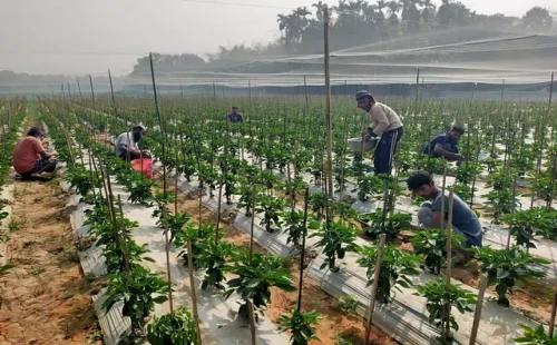 কুষ্টিয়ায় বিদেশি সবজি ক্যাপসিকাম চাষে অধিক মুনাফায় খুশি চাষিরা, আগ্রহী হচ্ছেন অন্যরাও