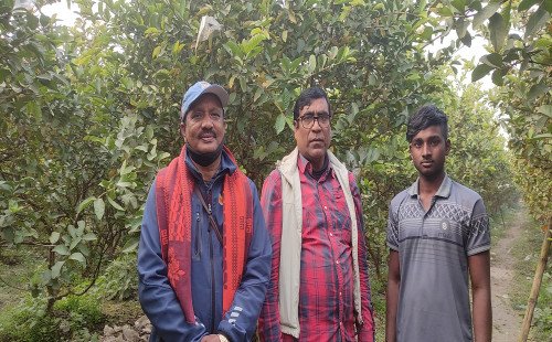 কুষ্টিয়ায় পেয়ারা চাষে রহমত উল্লাহর ভাগ্য বদল