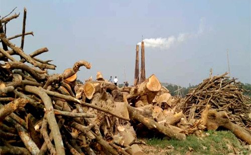 কুষ্টিয়ায় মুজচলেকা ও জরিমানার পরও বন্ধ হয়নি ইট ভাটা