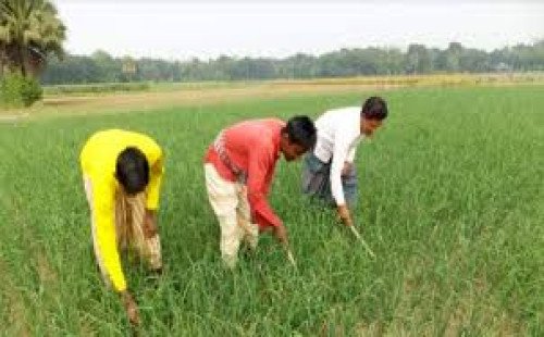 কুষ্টিয়ায় পেঁয়াজের বাম্পার ফলনের আশা