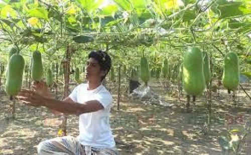 ধর্মপাশায় পরিত্যক্ত জমিতে চালকুমড়া চাষ, ফলনে খুশি চাষিরা