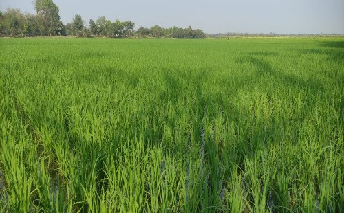 কুষ্টিয়ায় বোরো ধানের বাম্পার ফলনের আশা করছে কৃষক