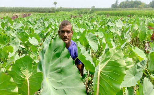 কুষ্টিয়ায় স্বল্প সময়ে অধিক লাভের আশায় আগাম কচু চাষে আগ্রহ বাড়ছে কৃষকদের