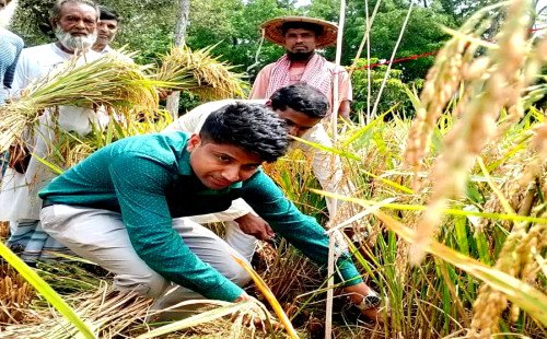 খোকসায় বোরোধান উৎসব ও কর্তনের উদ্বোধন