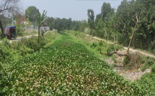 কুষ্টিয়া জিকে ক্যানেলের বেহাল দশা পানির অভাবে ধান চাষ ব্যাহত