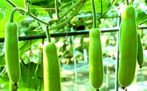 লাউ যেন মানব জীবনের বহুমুখী সবজি