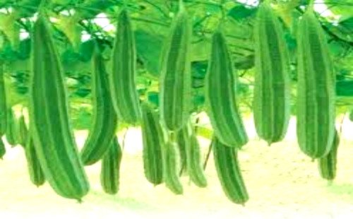 ঝিঙে লাভজনক সবজি কৃষকদের নতুন সম্ভাবনা