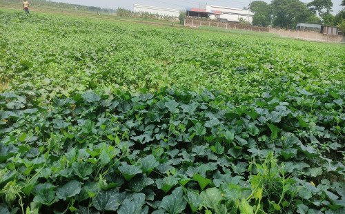 কুষ্টিয়ায় কুমড়ার মিশ্র চাষে সাফল্য কৃষকের