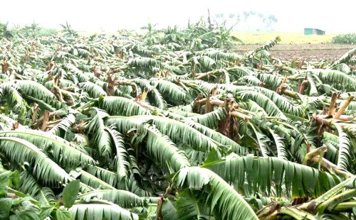 মেহেরপুরে কালবৈশাখীর তাণ্ডব, উঠতি ফসলের ব্যাপক ক্ষতি