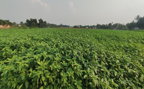 কুষ্টিয়ায় পাট চাষের লক্ষ্যমাত্রা ছাড়িয়েছে
