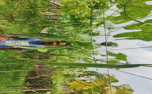 কুষ্টিয়ায় চিচিঙ্গা চাষে কৃষকের সফলতা: বদলে যাচ্ছে ভাগ্য