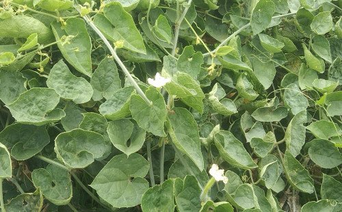 বারি পটল-১: পুষ্টিগুণে অপরিহার্য, আয় দেয় এক বিঘাতে ৯০ হাজার টাকা