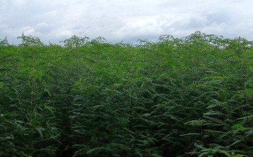 কুষ্টিয়ার মাঠজুড়ে ধুনছে চাষের নবজাগরণ পরিবেশবান্ধব এই শস্যে ফিরছে কৃষকের মুখে হাসি