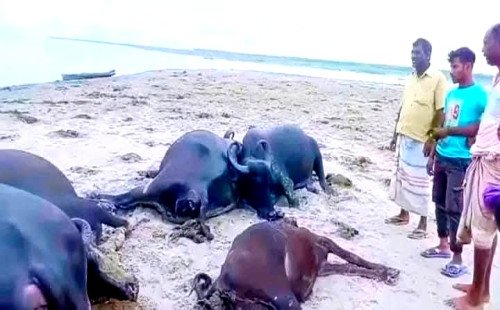 কুষ্টিয়ার দৌলতপুরে বজ্রপাতে দুই কৃষকের ১১টি মহিষের মৃত্যু, দাবি ২৪ লক্ষ টাকার ক্ষতি