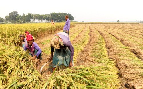 কুষ্টিয়ায় আমন ধানে পোকার আক্রমণে ব্যাপক ক্ষতিস্বপ্নভঙ্গ কৃষকের, খাদ্য নিরাপত্তায় শঙ্কা