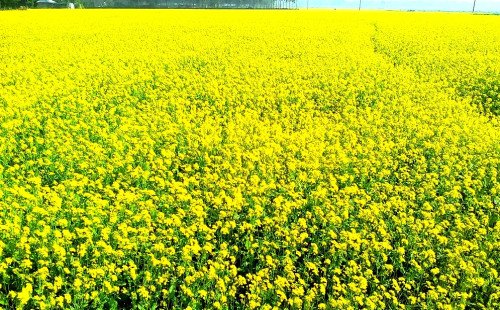 কুষ্টিয়ার মাঠজুড়ে সরিষা ফুলের অপার সোনালি দ্যুতি