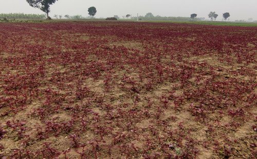 কুষ্টিয়ায় লালশাক চাষ করে ভাগ্য বদলের চেষ্টা কৃষকের