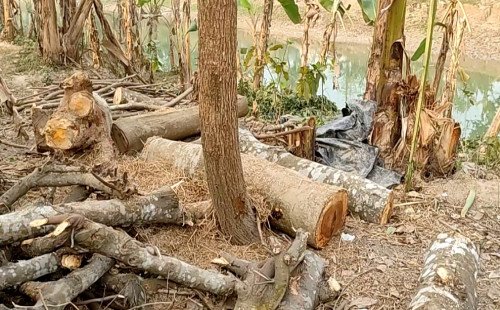 মিরপুরে প্রশাসনের নীরবতায় দিনে দুপুরে পানি উন্নয়ন বোর্ডের গাছ কর্তন