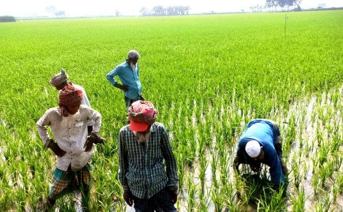 কুষ্টিয়া সদর-৩ আসনে নিরঙ্কুশ বিজয়ের পর পক্ষে-বিপক্ষে ভোটারদের নানা প্রত্যাশা ও অনুভূতি