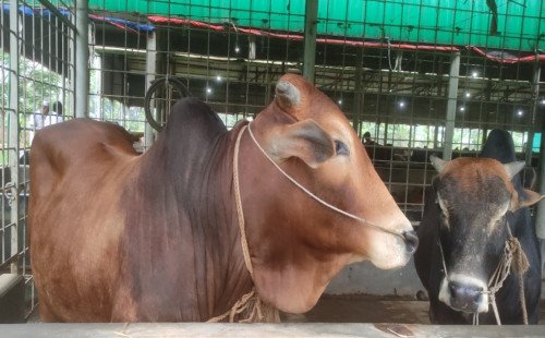 কুষ্টিয়ায় কোরবানির চাহিদা মেটাতে প্রস্তুত দুই লাখেরও বেশি গবাদিপশু