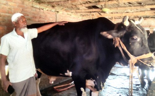কুষ্টিয়ার আলামপুরে ‘কালো হাতি’ ও ‘সাদা হাতি’ ঘিরে কোরবানির বাজারে চমক