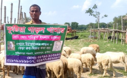 কুষ্টিয়ার বালিয়াপাড়ায় শরিফুলের গাড়ল-ভেড়ার খামার, কোরবানির বাজারে বাড়ছে আগ্রহ