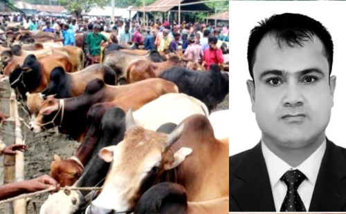 ইজারা ছাড়াই কুমারখালীতে পশুহাট পরিচালনার অভিযোগ, বাড়ছে যানজট ও জনভোগান্তি