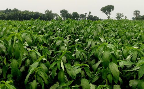 কুষ্টিয়ায় পাট চাষে বাম্পার ফলনের স্বপ্ন দেখছেন কৃষকেরা