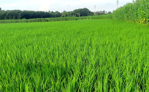 কুষ্টিয়ায় আমন চাষে কৃষকের ঝোঁক বাড়ছে