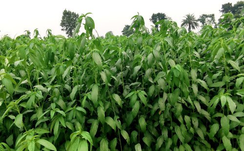 মেহেরপুরে আউশ ধান চাষে ব্যস্ত সময় পার করছেন কৃষকেরা  ‎