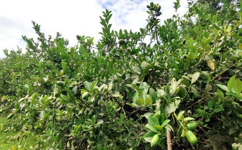 কুষ্টিয়ায় লেবু চাষে সবুজ বিপ্লব