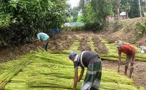 দৌলতপুরে পানির অভাবে শুকিয়ে গেছে পুকুর, সেখানেই পাট জাগ দিচ্ছেন কৃষকেরা