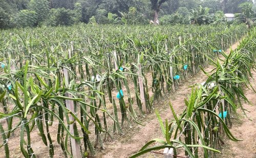 কুষ্টিয়ায় ড্রাগন চাষে সাফল্যের হাসি, বদলাচ্ছে কৃষকের ভাগ্য