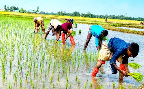 কুষ্টিয়া জেলা জুড়ে রোপা আমন চারা রোপণে ব্যস্ত কৃষকেরা