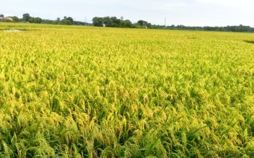 কুষ্টিয়ায় ধান চাষে বাম্পার ফলনের হাতছানি, হাসি ফুটছে কৃষকের মুখে