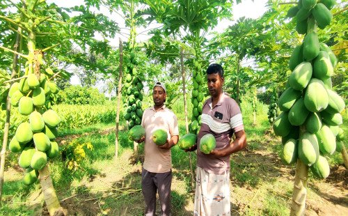 কুষ্টিয়া জেলার দৌলতপুর উপজেলার খলিসাকুন্ডি ইউনিয়নে রত্না নার্সারিতে পেঁপে চাষে সাফল্যের স্বপ্ন