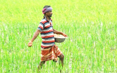 কুষ্টিয়ায় সার নিয়ে কৃষক-ডিলার পাল্টাপাল্টি অভিযোগ
