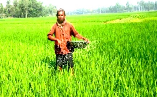 কুষ্টিয়ায় সার নিয়ে কৃষক-ডিলার পাল্টাপাল্টি অভিযোগ
